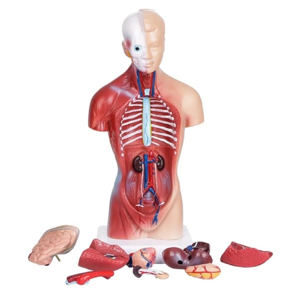 Human Torso Anatomy Model