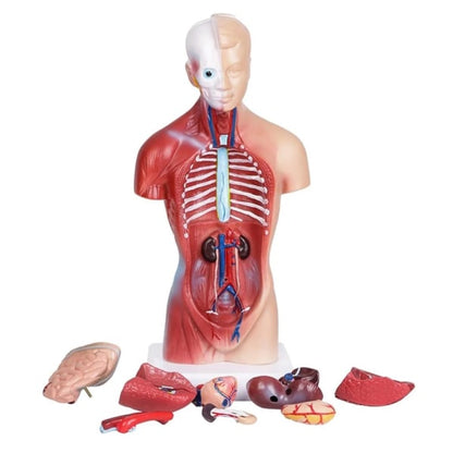 Human Torso Anatomy Model