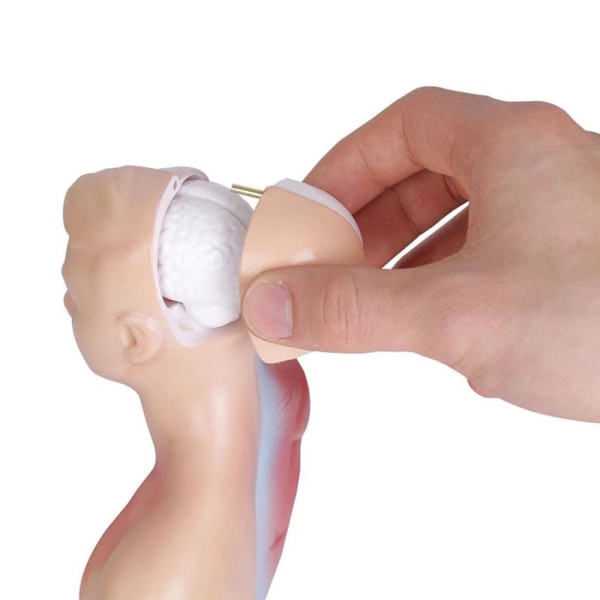 Human Torso Anatomy Model