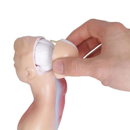 Human Torso Anatomy Model