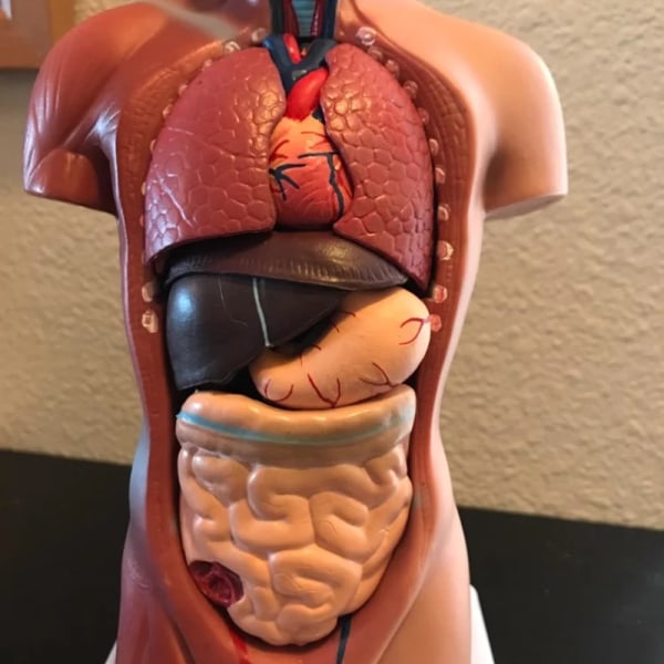 Human Torso Anatomy Model