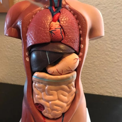 Human Torso Anatomy Model