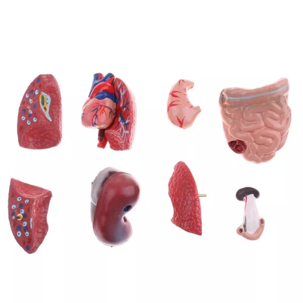 Human Torso Anatomy Model